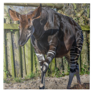 Okapi ceramic tile