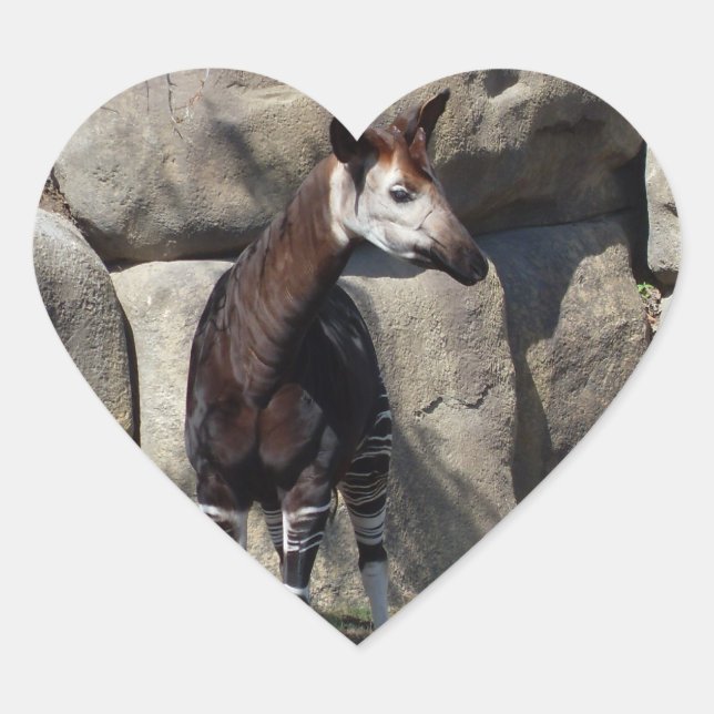 OKAPI HEART STICKER (Front)
