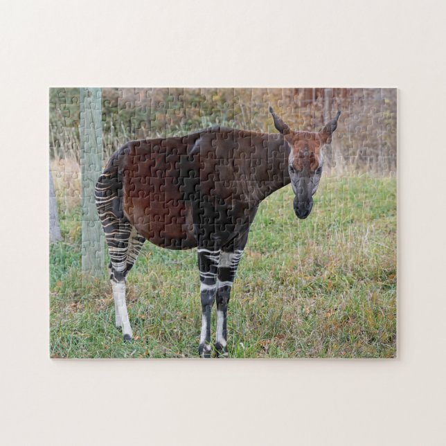 Okapi Jigsaw Puzzle (Horizontal)