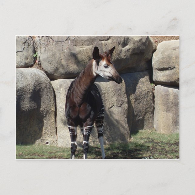 okapi postcard (Front)
