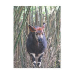 Okapi  Postcard