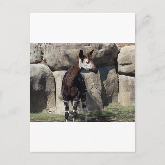 okapi postcard (Front)