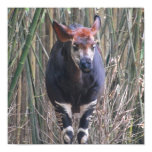 Okapi Poster