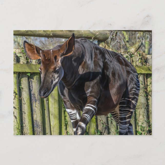 Okapi up close view postcard (Front)
