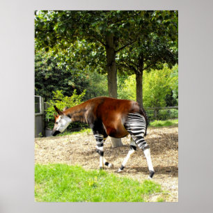 Okapi walking away poster