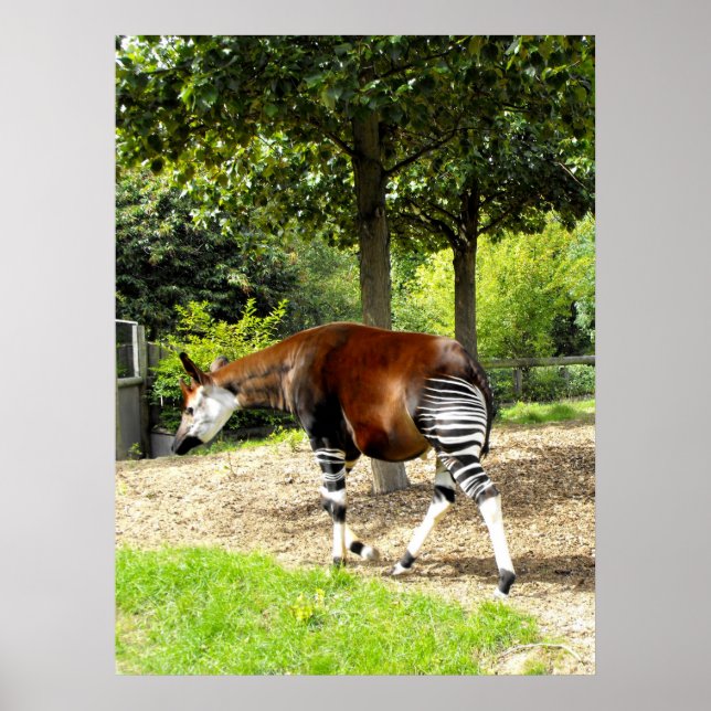 Okapi walking away poster (Front)