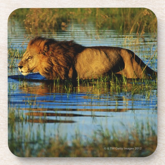 Okavango Delta, Botswana 3 Drink Coaster (Front)
