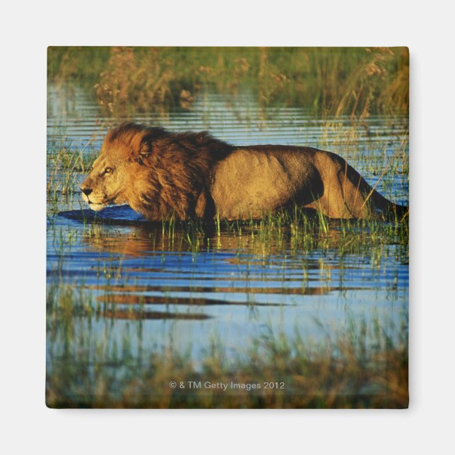 Okavango Delta, Botswana 3 Magnet (Front)