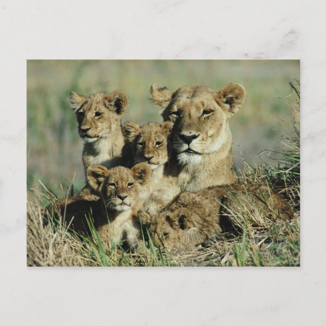 Okavango Delta, Botswana Postcard (Front)