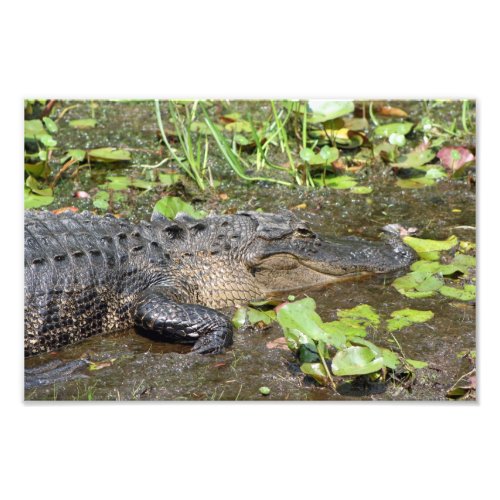 Okefenokee Swamp Park Alligator Photo Print