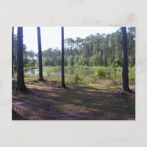 OKEFENOKEE SWAMP PARK POSTCARD