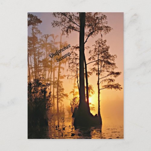 Okefenokee Swamp Postcard