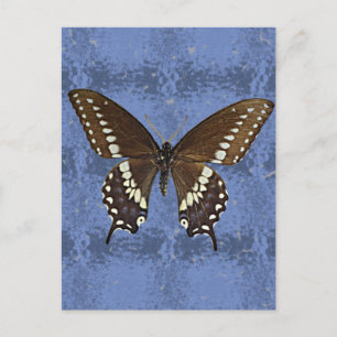 Oklahoma Black Swallowtail Butterfly Postcard