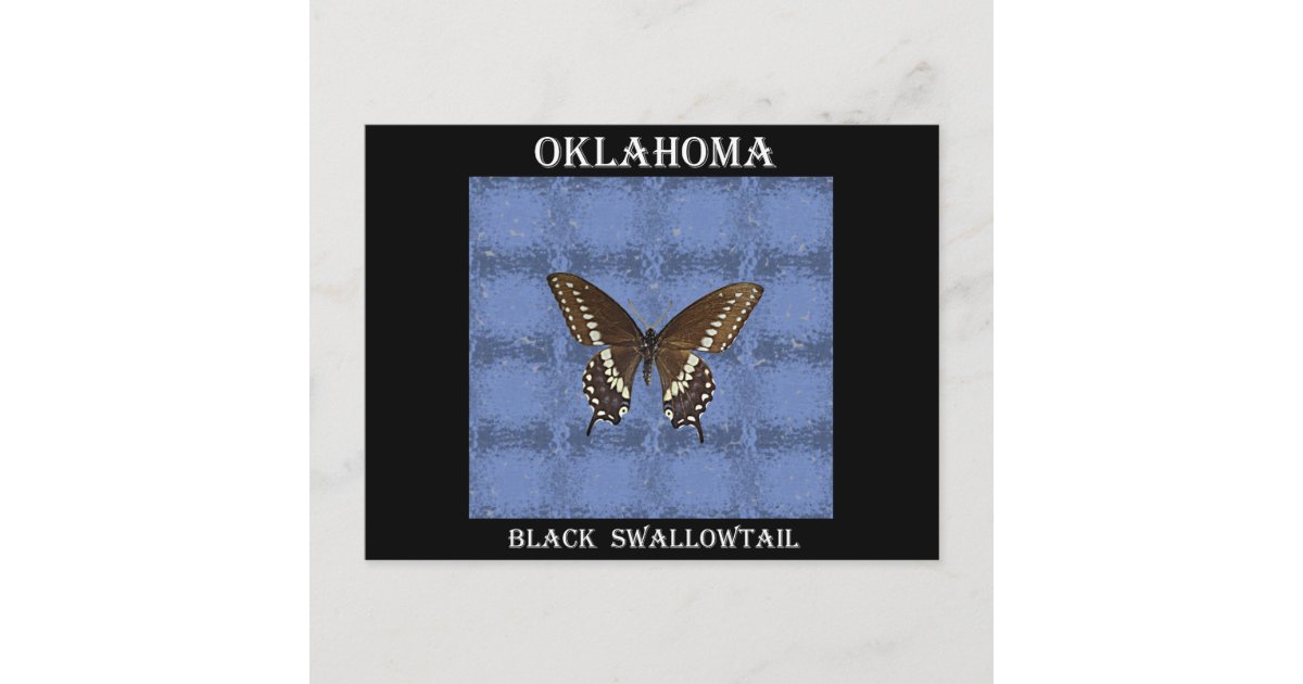 Oklahoma Black Swallowtail Butterfly Postcard | Zazzle