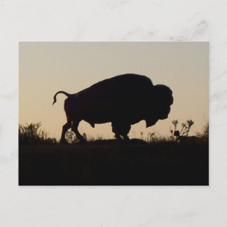 Oklahoma Buffalo Postcard