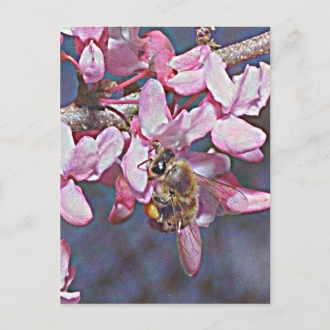 Oklahoma Redbud and Honeybee Postcard (Front)