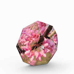 Oklahoma Redbud Award