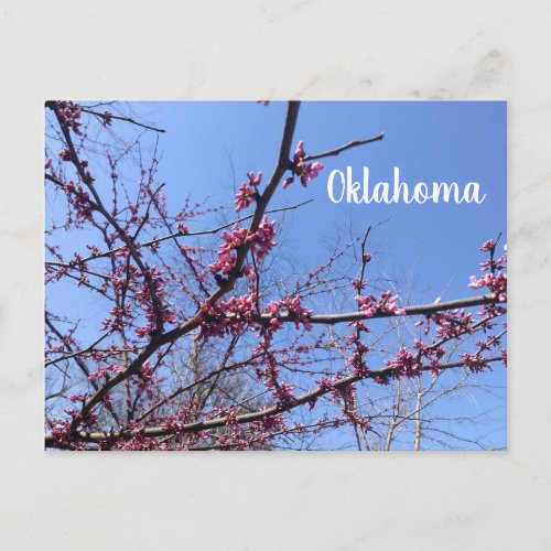 Oklahoma Redbud Postcard