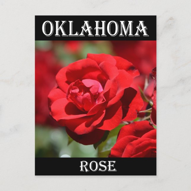 Oklahoma Rose Postcard (Front)