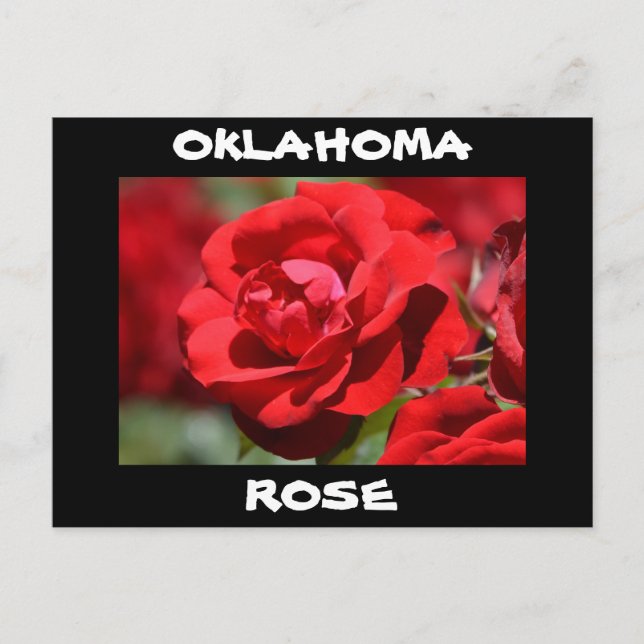 Oklahoma Rose Postcard (Front)