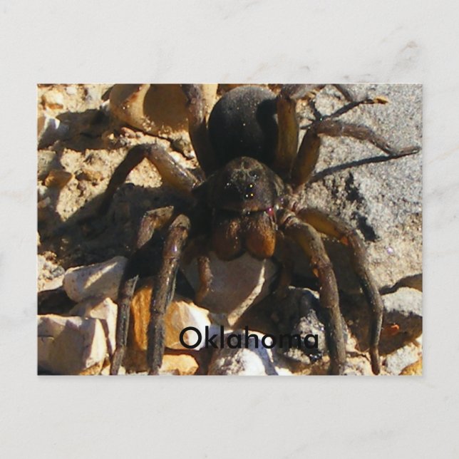 Oklahoma,Spider Postcard (Front)