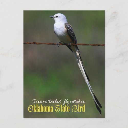 Oklahoma State Bird Scissor_tailed Flycatcher Postcard