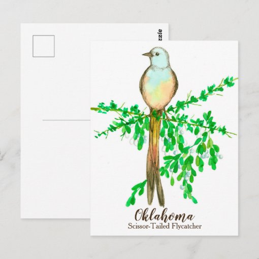 Oklahoma State Bird Scissor Tailed Flycatcher Postcard | Zazzle
