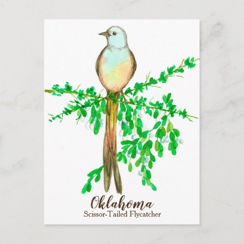 Oklahoma State Bird Scissor Tailed Flycatcher Postcard