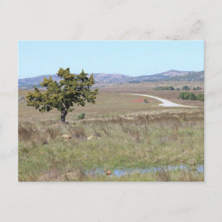 Oklahoma's Witchita Wild Life Refuge Postcard