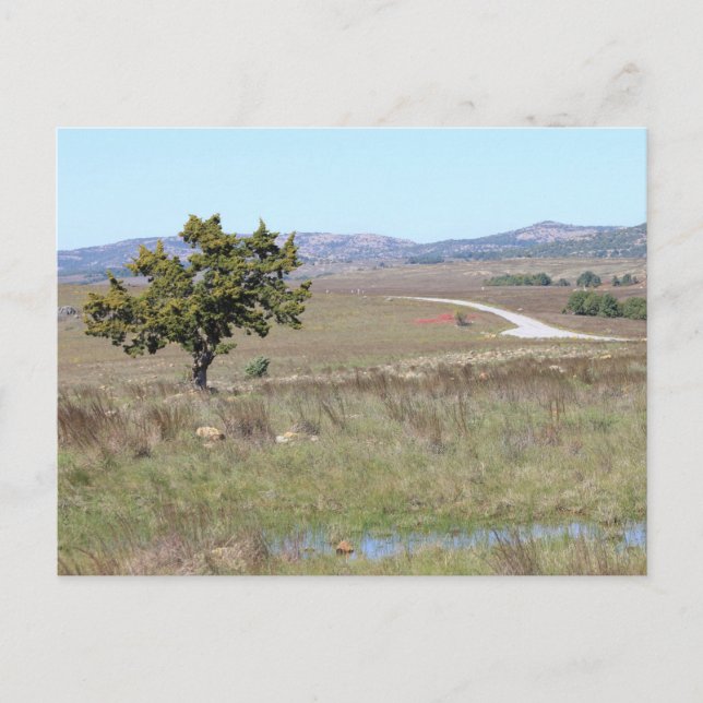 Oklahoma's Witchita Wild Life Refuge Postcard (Front)