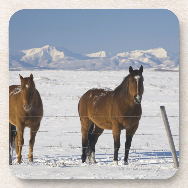 okotoks, alberta, canada drink coaster (Front)