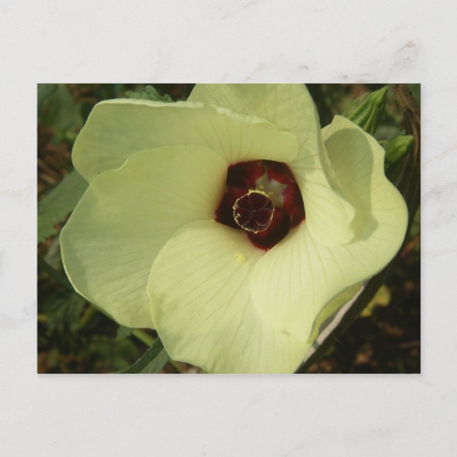 Okra Bloom Postcard (Front)