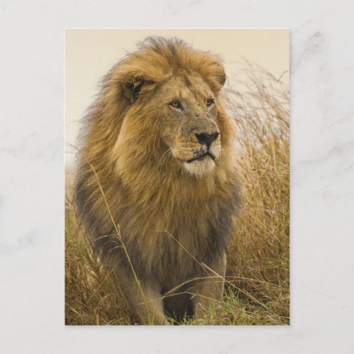 Old adult black maned Lion Masai Mara Game Postcard