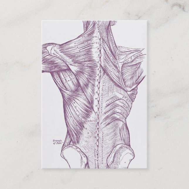 Old anatomy art muscles of the back purple (1890) business card (Front)