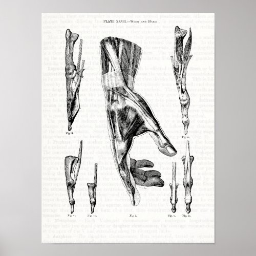 Old Anatomy Art Muscles of the Hand and Wrist Poster