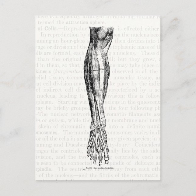 Old anatomy drawing muscles of the leg black postcard (Front)