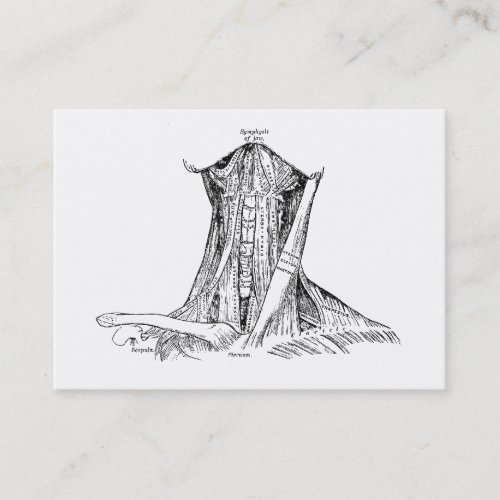 Old Anatomy Illustration Muscles Of The Neck Business Card