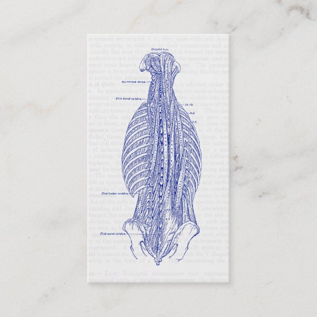 Old Anatomy Illustration The Back Business Card (Front)