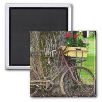 Old Antique Bicycle With Flower Basket Magnet by CountryCorner at Zazzle