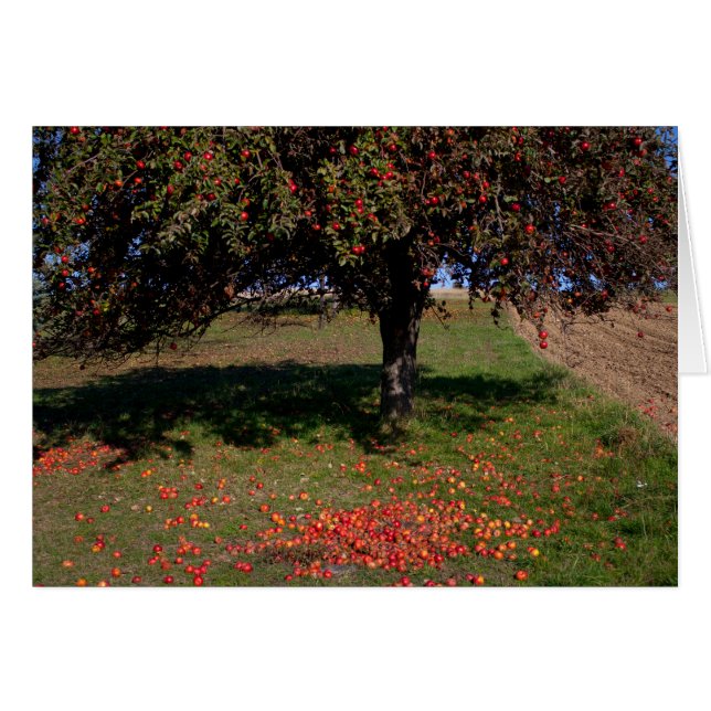 Old Apple Tree Cards (Front Horizontal)