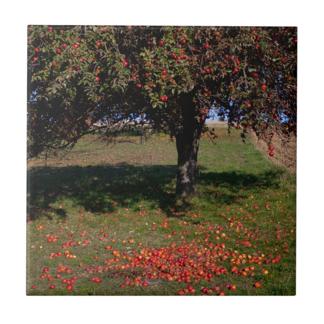 Old Apple Tree Ceramic Tile (Front)