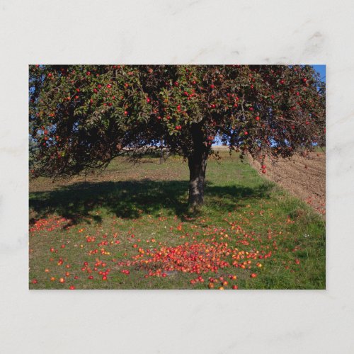 Old Apple Tree Postcard