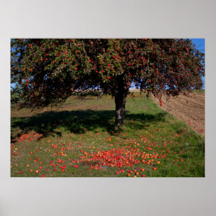 Old Apple Tree Poster