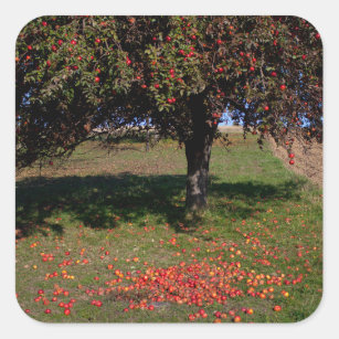 Old Apple Tree Square Sticker