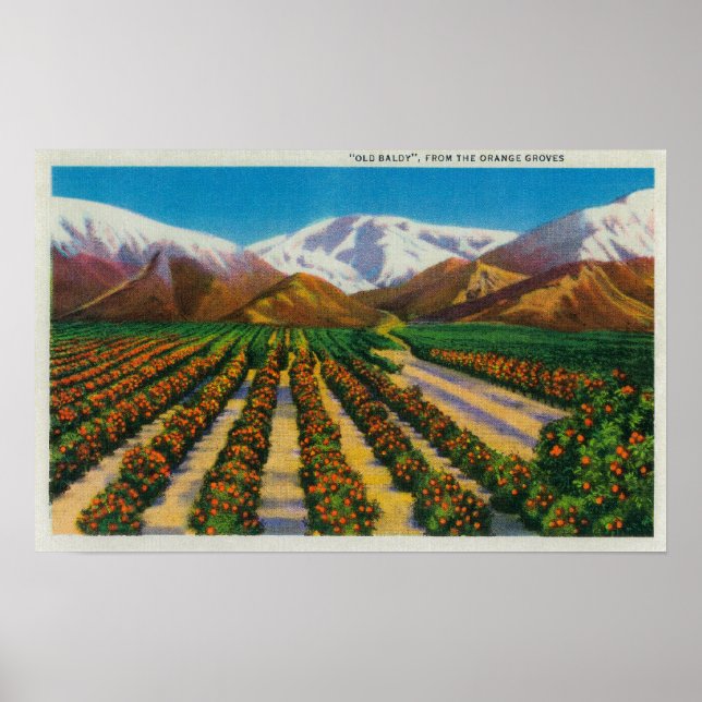 Old Baldy Mountain from the Orange Groves Poster (Front)
