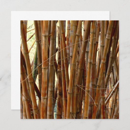 Old Bamboo (Front/Back)
