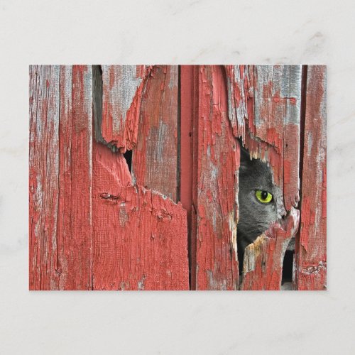 Old Barn Cat Postcard