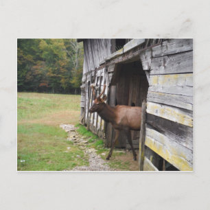 Old Barn, Elk with Velvet Antlers Postcard