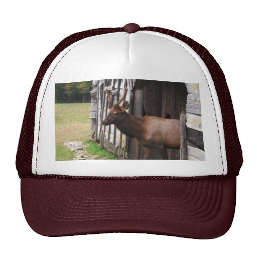 Old Barn, Elk with Velvet Antlers Trucker Hat | Zazzle