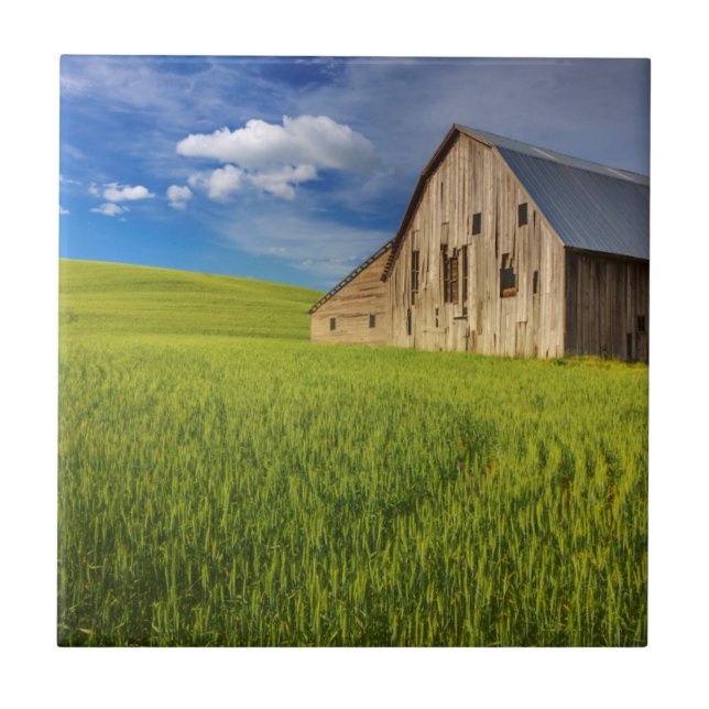 Old Barn in Field of Spring Wheat Ceramic Tile (Front)